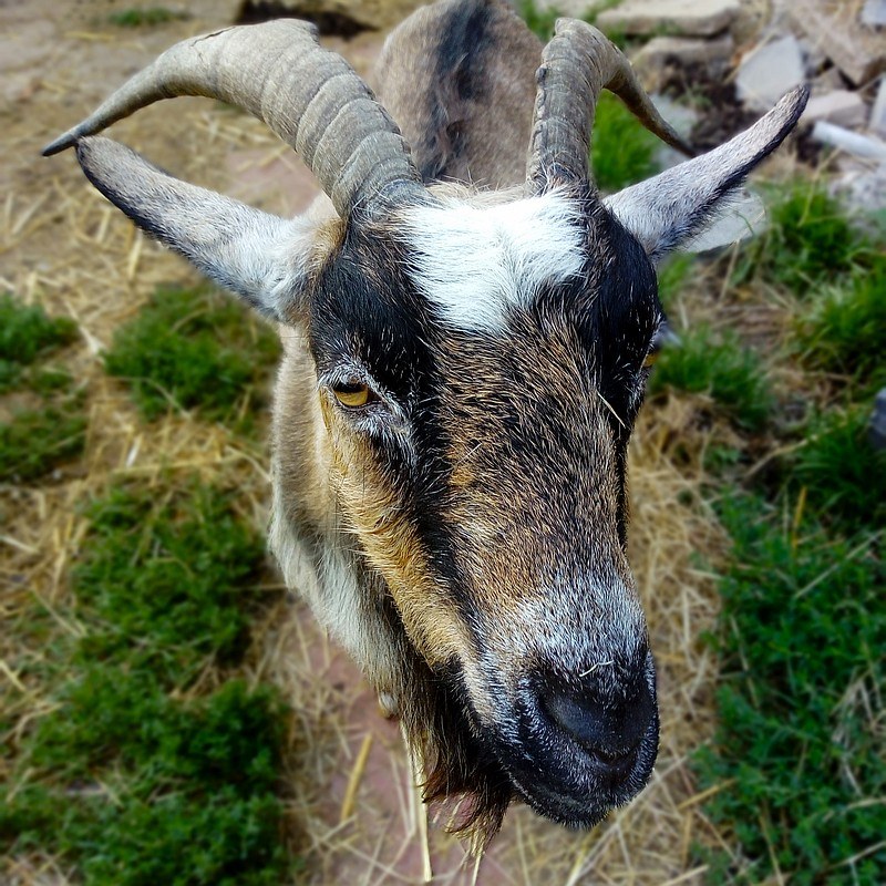 dixie-from-goats-sense-emotions-study